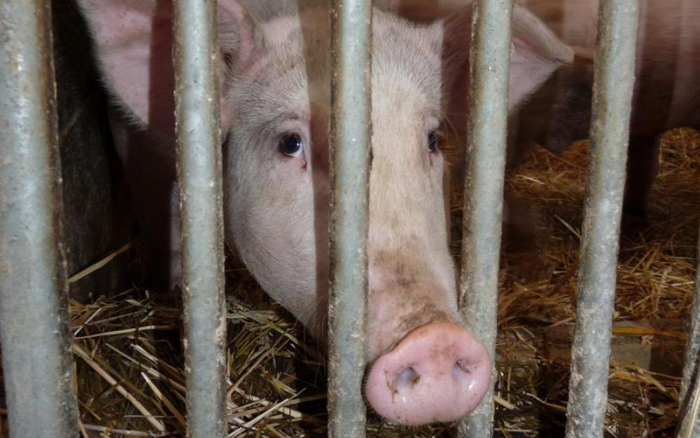 Schwein